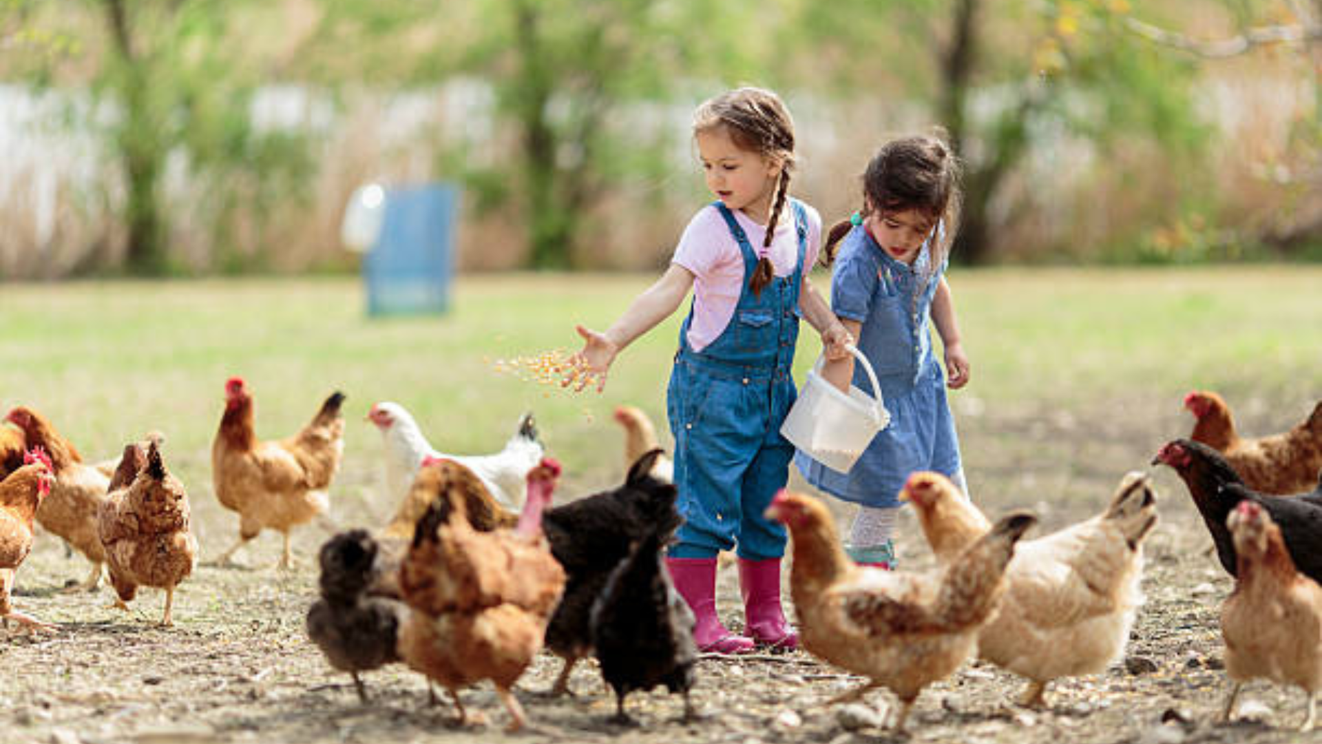 Stoney Creek Farm story