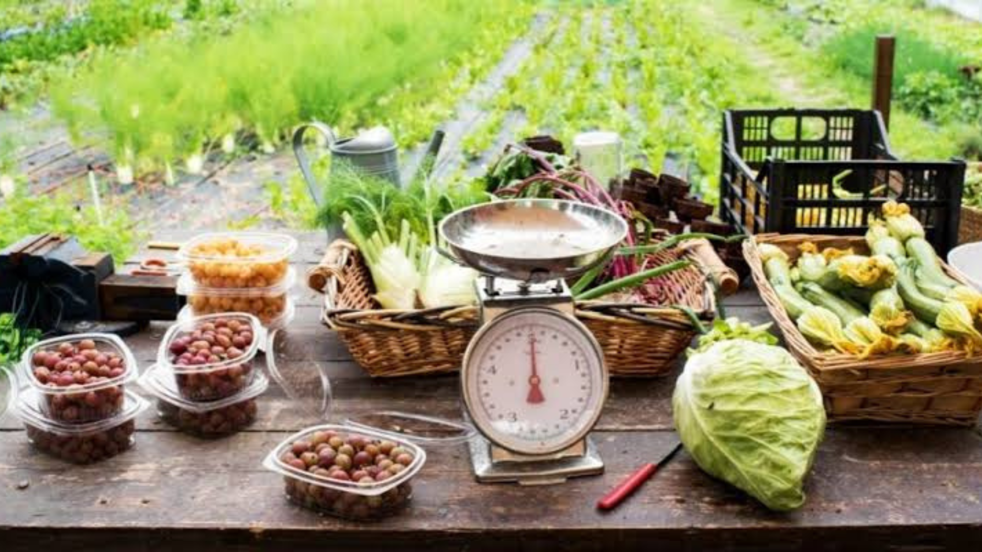 simple homesteading ideas