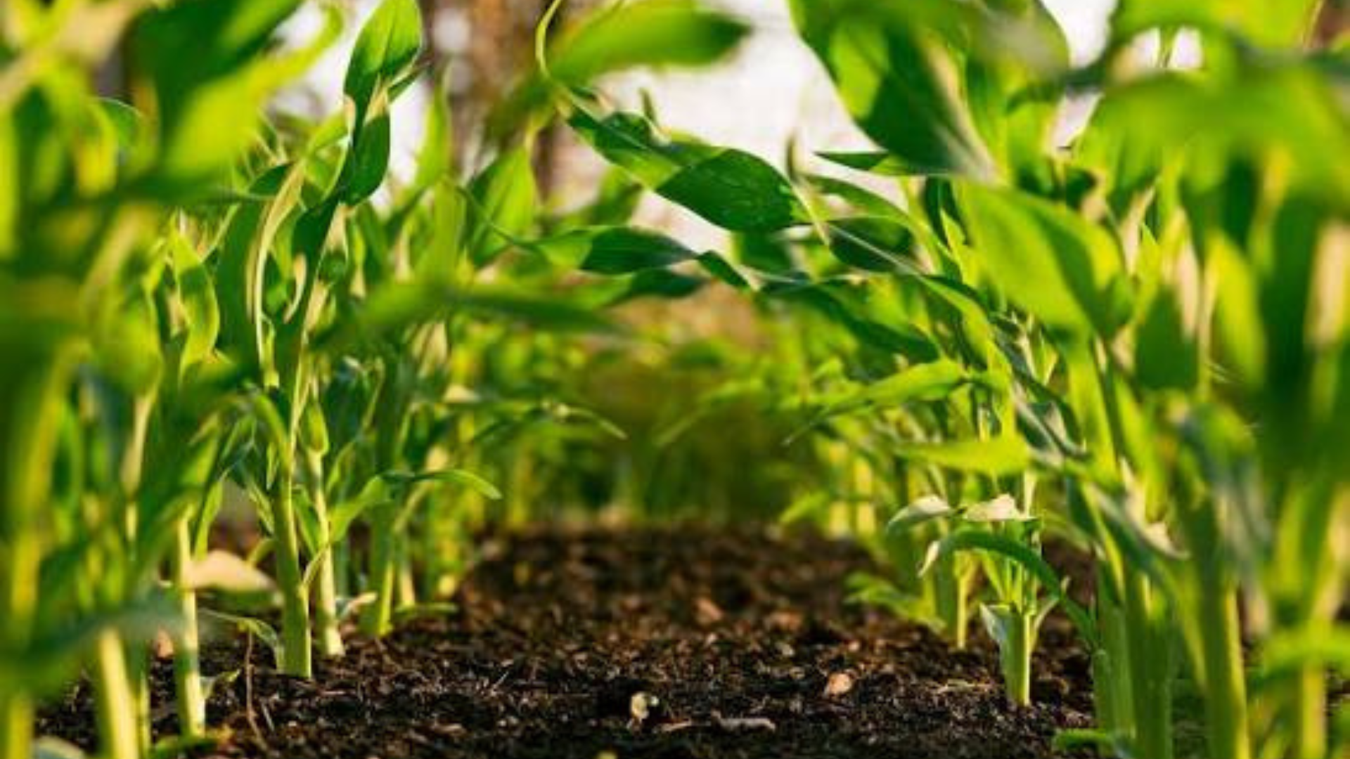 Sustainable Farming Methods