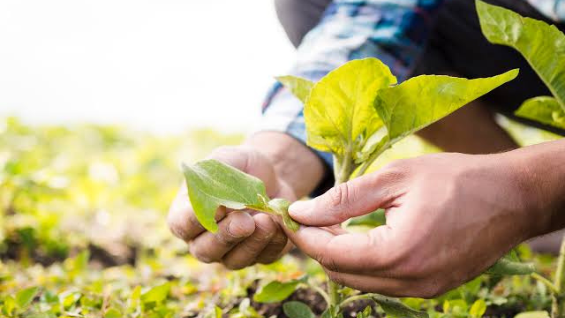 Sustainable Farming Methods