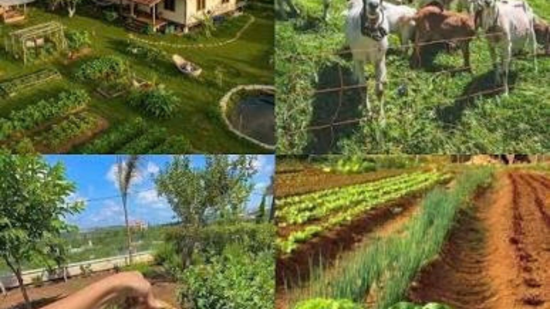 Stoney Creek Farm story