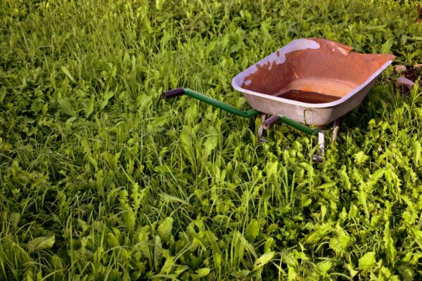 How To Control Weeds Without Chemicals