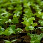Common Sustainable Farming Methods Farmers Use
