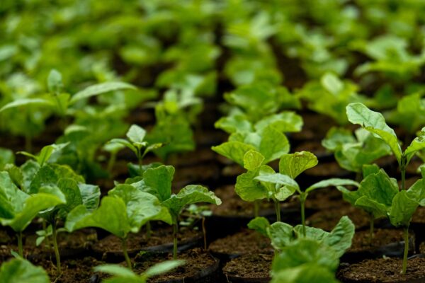 Common Sustainable Farming Methods Farmers Use
