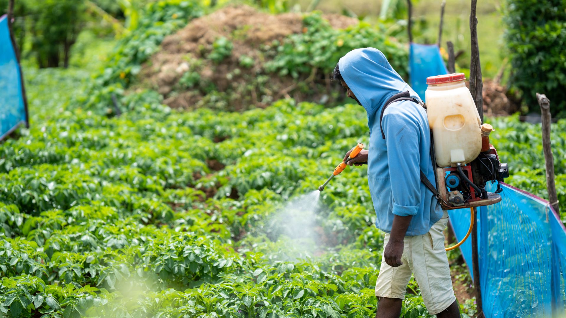 Tips For Protecting Crops From Pests