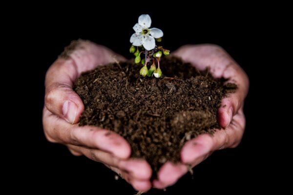 How To Improve Soil Health Sustainably