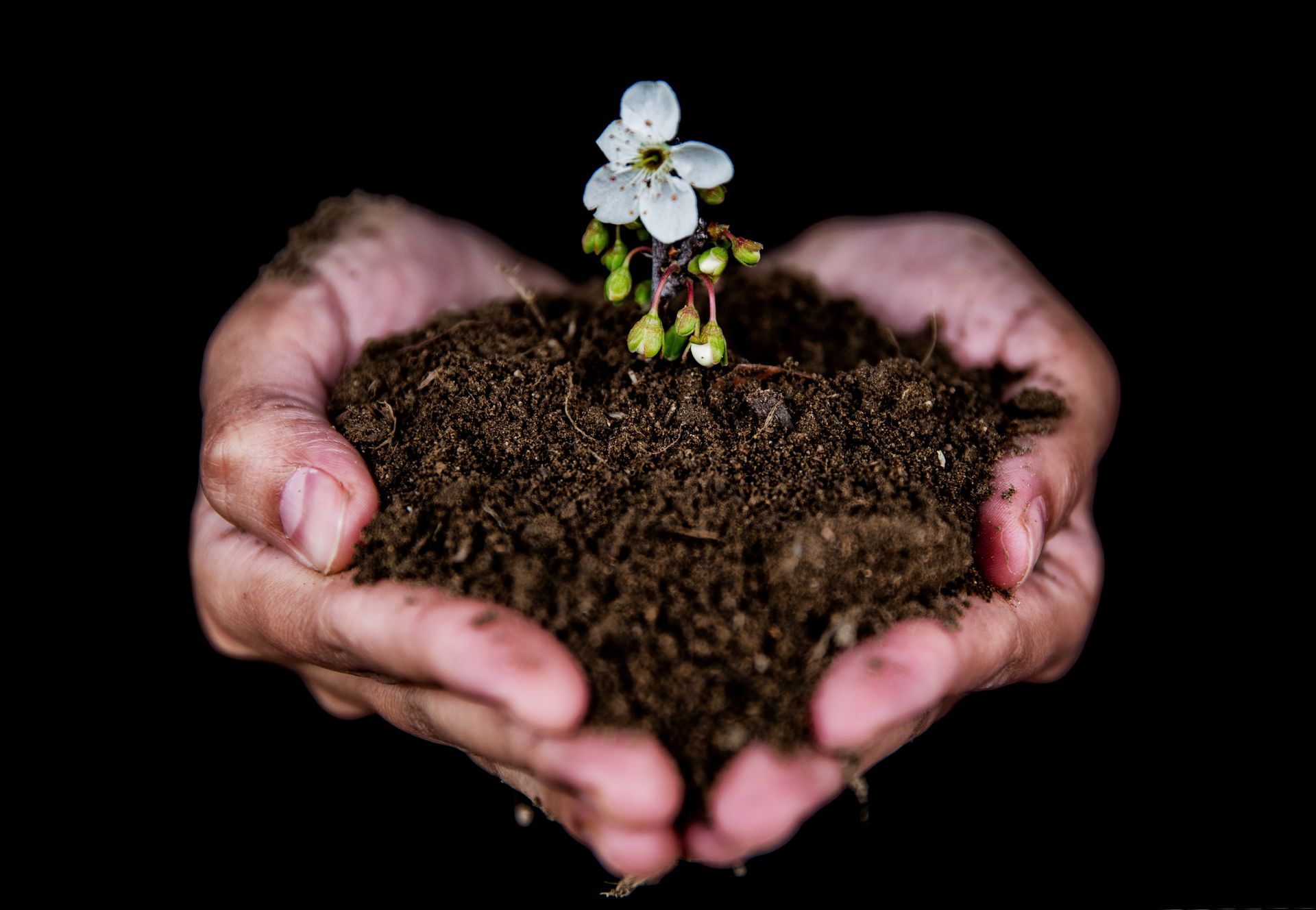How To Improve Soil Health Sustainably
