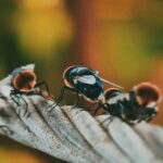 Best Natural Methods For Controlling Pests