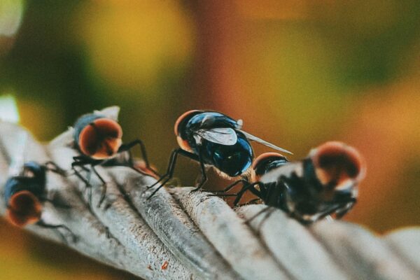 Best Natural Methods For Controlling Pests