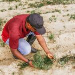 How Cover Crops Improve Soil Health