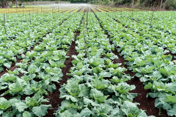 Common Farming Mistakes Beginners Should Avoid