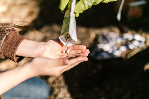 How To Choose Quality Farm Seeds