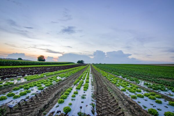 Top Practices For Protecting Farm Ecosystems