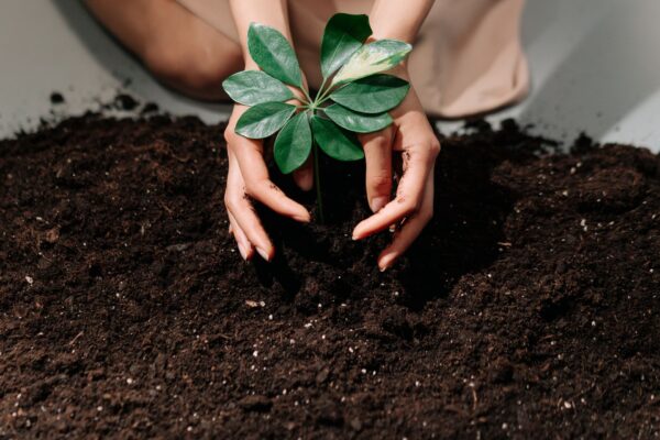 Ways To Reduce Soil Erosion Sustainably