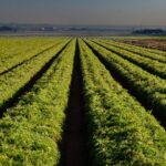 Why Crop Diversity Supports Sustainable Farms