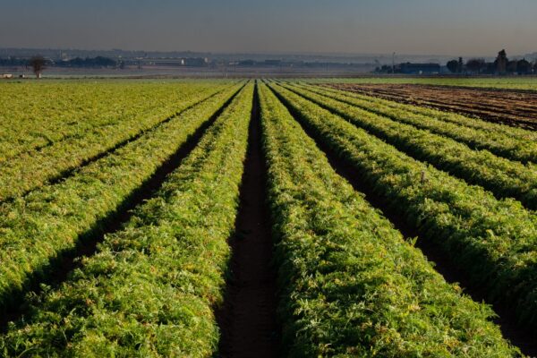 Why Crop Diversity Supports Sustainable Farms